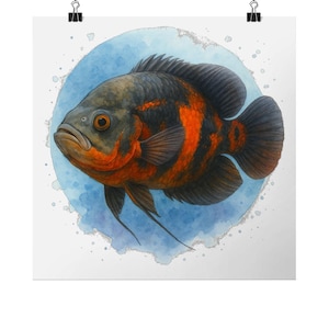 Oscar Fish Print – Vibrant Aquarium Art | Tropical Fish Wall Decor | Freshwater Fish Illustration | Nature Artwork