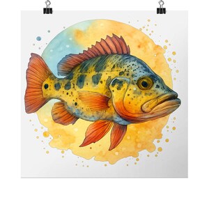Peacock Bass Watercolour Print – Vibrant Freshwater Fish Wall Art | Tropical Aquarium | Cichlid Lover Gift | Aquatic Nature Illustration