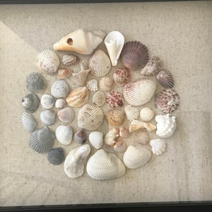 Modern, Organic Seashell Shadow Box