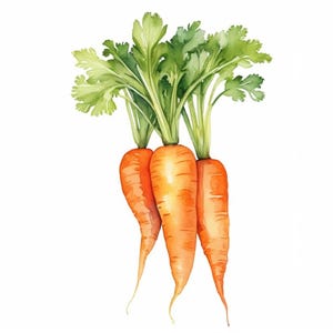 Carrot Painting Vegetables Watercolor Printable Art Print Carrot Still Life Art Kitchen Wall Decor Orange Vegetable Art Digital Print