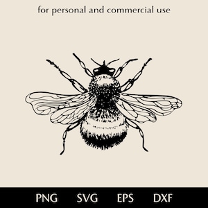 Realistic bumblebee with big wings SVG clipart, Fluffy bee man png, eps, dxf, Detailed vector of small flying insect, Logo for honey produce