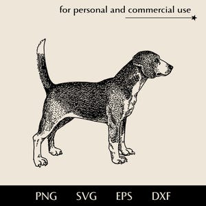 Beagle realista SVG, raza de perro pequeño png, eps, dxf, perro con patas poderosas se alza en una hermosa pose vectorial, imágenes prediseñadas geniales para amantes de las mascotas
