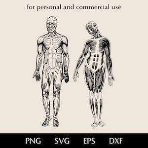 Man and woman muscular system SVG, Human muscles png, eps, dxf, Body structure vector file, Human anatomy clipart, Figure without skin logo