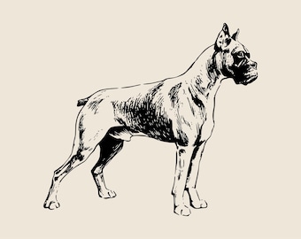 Realistic Boxer dog SVG, Large pet with serious expression png, eps, dxf, Full length male dog vector, Veterinary clinic shop clipart logo