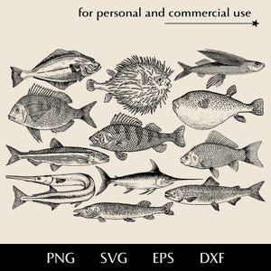 May include: A collection of 12 black and white line drawings of various fish species, including a pufferfish, a swordfish, a flying fish, and a flounder. The drawings are on a light beige background.