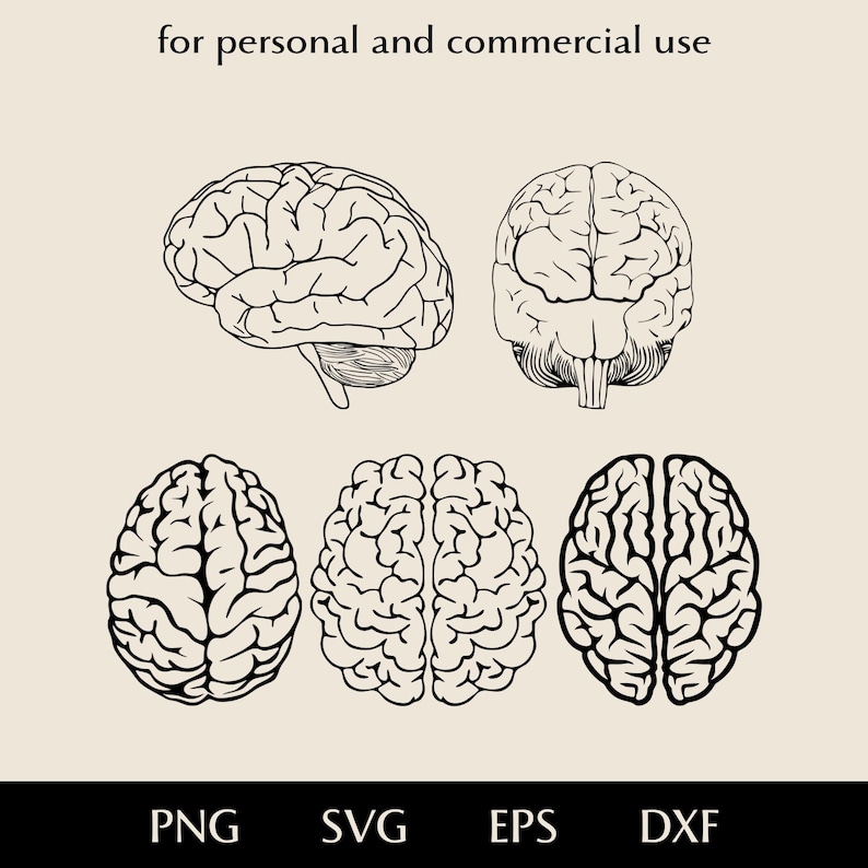 Brain Pattern Dxf Brain Bundle SVG, Anatomical Cerebrum Png, Eps, Dxf, Human Organ Vector ...
