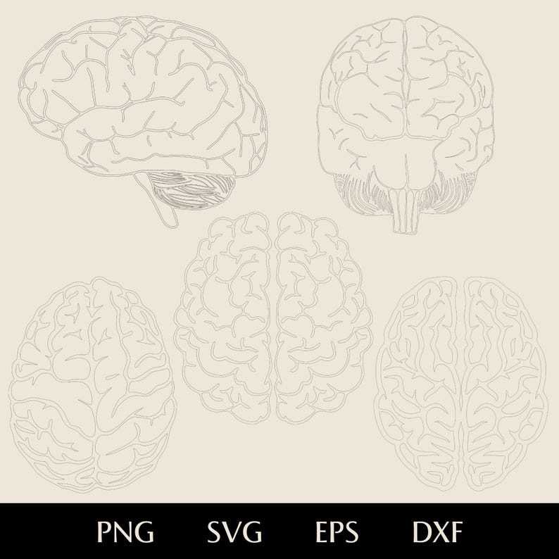 Brain Pattern Dxf Brain Bundle SVG, Anatomical Cerebrum Png, Eps, Dxf, Human Organ Vector ...