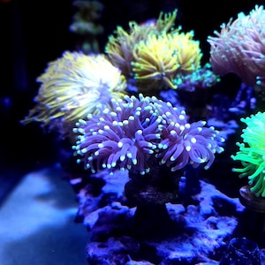 May include: A close-up of a coral reef tank with various types of coral, including a bright purple and green coral in the center.