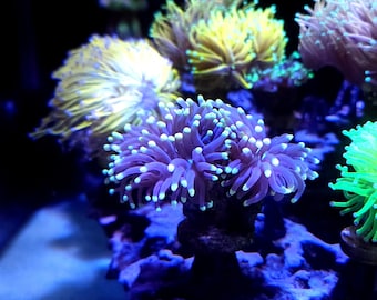 Vented Coral Frag Holder for Tile or Rock - 3D Printed Reef Aquarium Frag Mount (10 Pack)