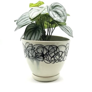 May include: A potted plant with green and silver leaves sits in a cream-colored ceramic pot. The pot features a black scribble design around the rim and sits on a matching saucer. The plant is a decorative houseplant.