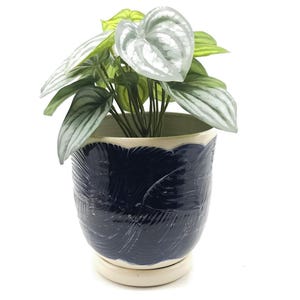 May include: A potted plant with silver and green leaves. The plant is in a dark blue ceramic pot with a cream-colored rim and saucer. The pot has a textured, carved design.