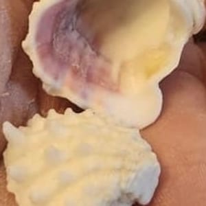 May include: A close-up of a small, white seashell with a purple hue. The shell is open, revealing the inside, which is also white with a yellow tinge.