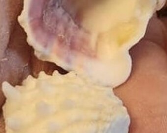 May include: A close-up of a small, white seashell with a purple hue. The shell is open, revealing the inside, which is also white with a yellow tinge.