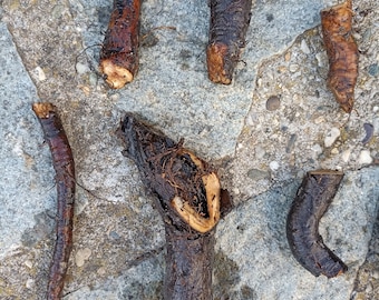 Vallört 10 rötter Bocking14 Vallört från den synergistiska trädgården Symphytum officinalis