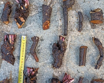 Beinwell 5 Wurzeln Bocking 14 aus synergistischer Züchtung Symphytum Officinalis