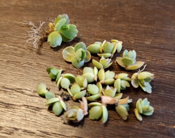 Kalanchoë Pinnata 10 zaailingen