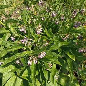 Consolida Maggiore 5 radici Bocking 14 da coltivazione sinergica Symphytum Officinalis immagine 4