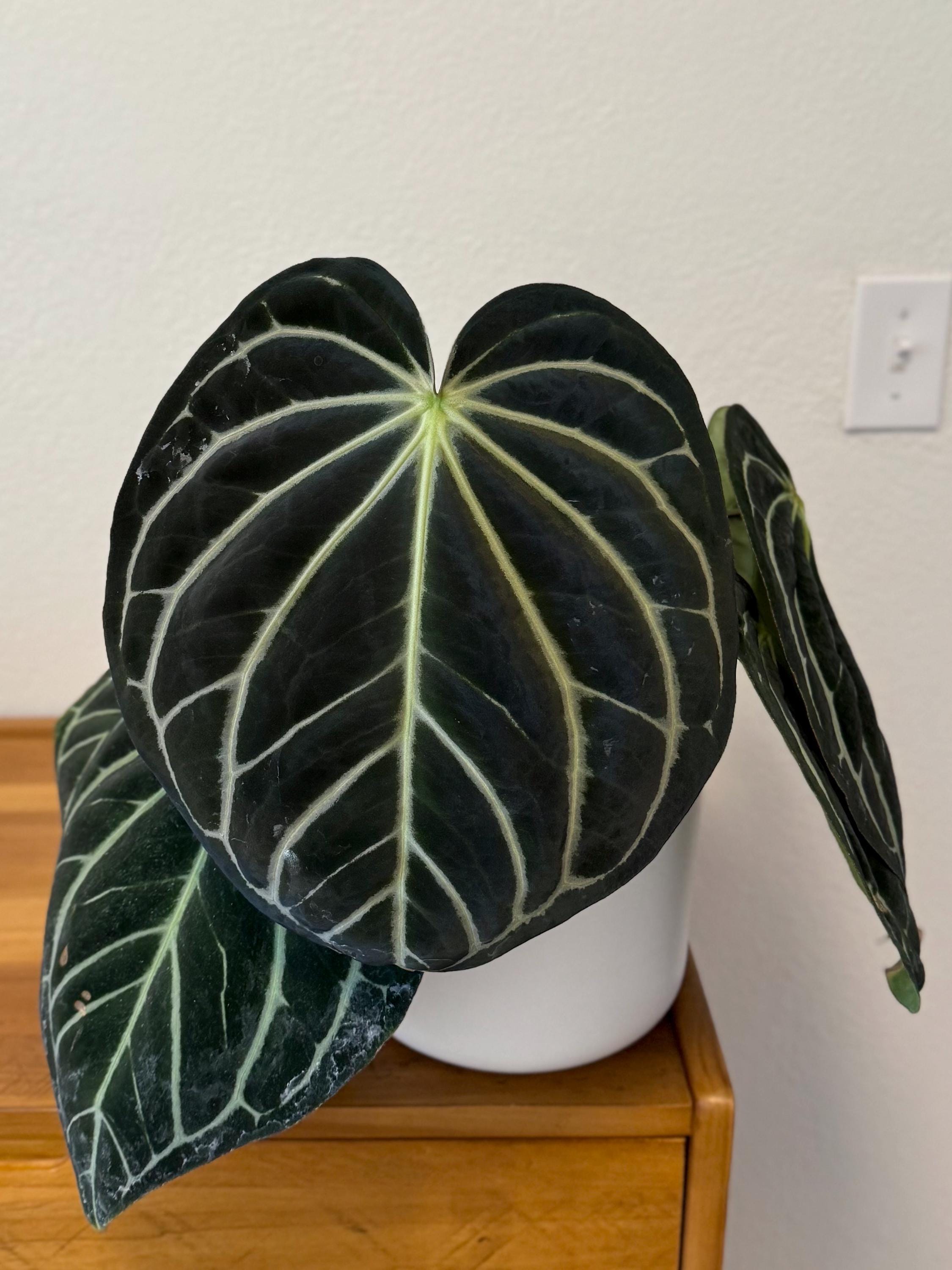 Anthurium Carlablackiae (“5x10” X Self) - 2-3 Leaf Seedling - Etsy