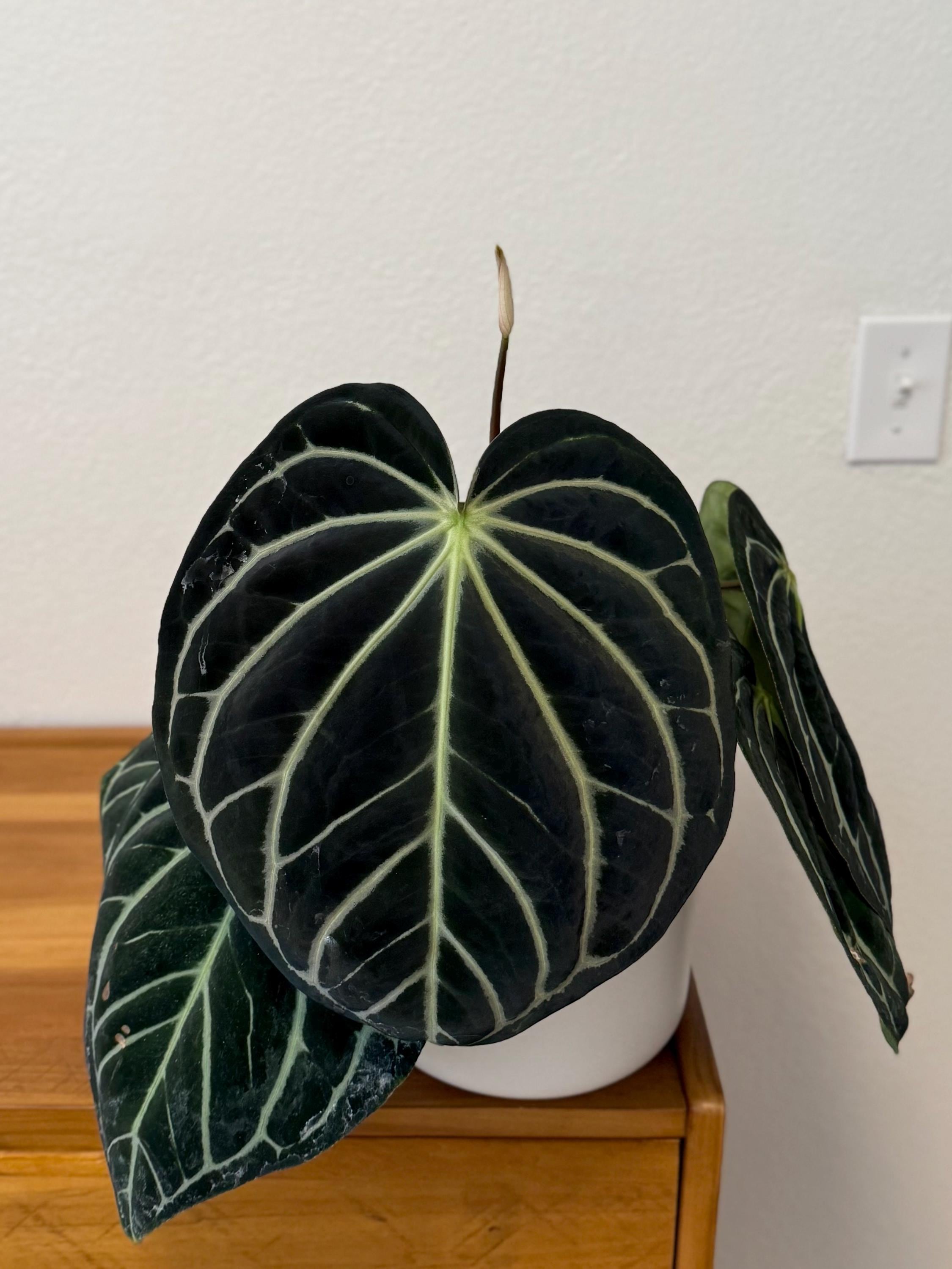 Anthurium (dressleri x carla) x carlablackiae