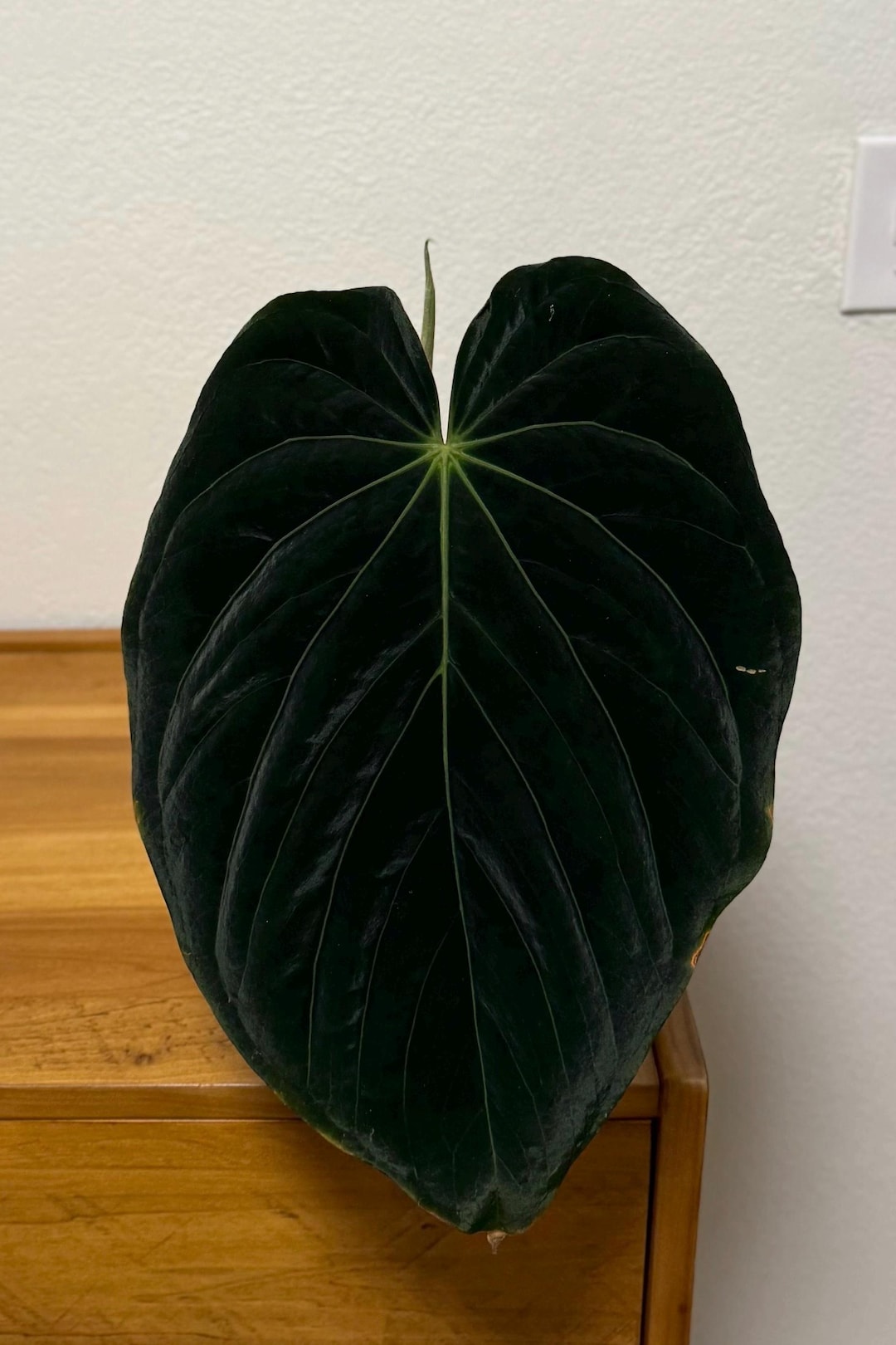 Anthurium (kuna X Carla) X (carla X Kuna) - 3 Leaf Seedling - Etsy