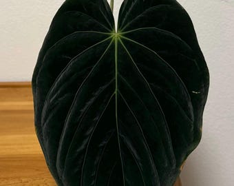 Anthurium (kuna x carla) x (carla x kuna) - 4 leaf seedling