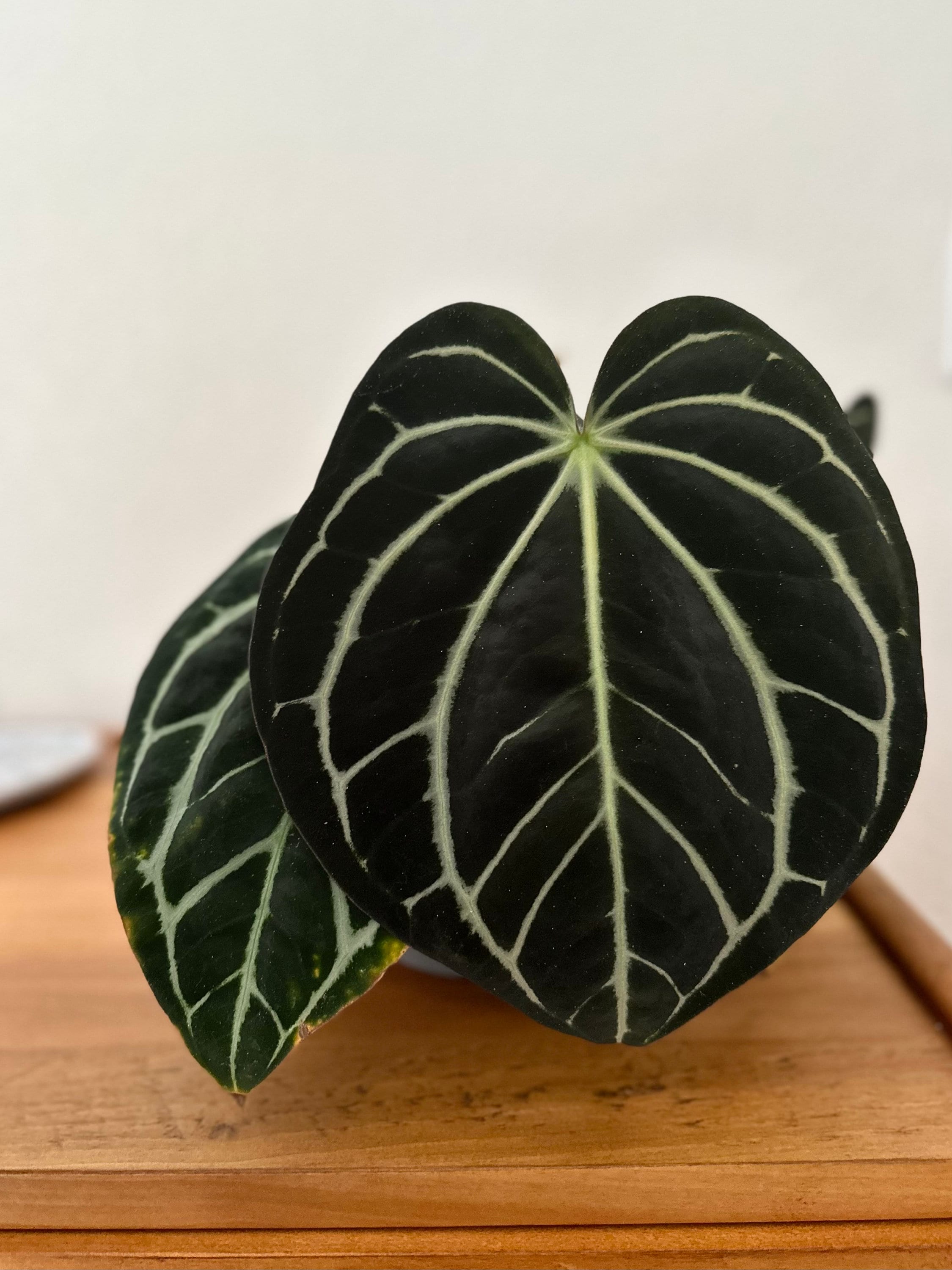 Anthurium (carlablackiae x dressleri 'RG') x antolakii / 'BVEP' main image 0