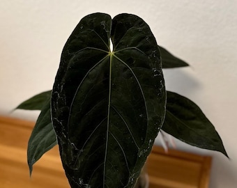 Anthurium (papillilaminum x carla) x (BVEP) - 3 seedlings