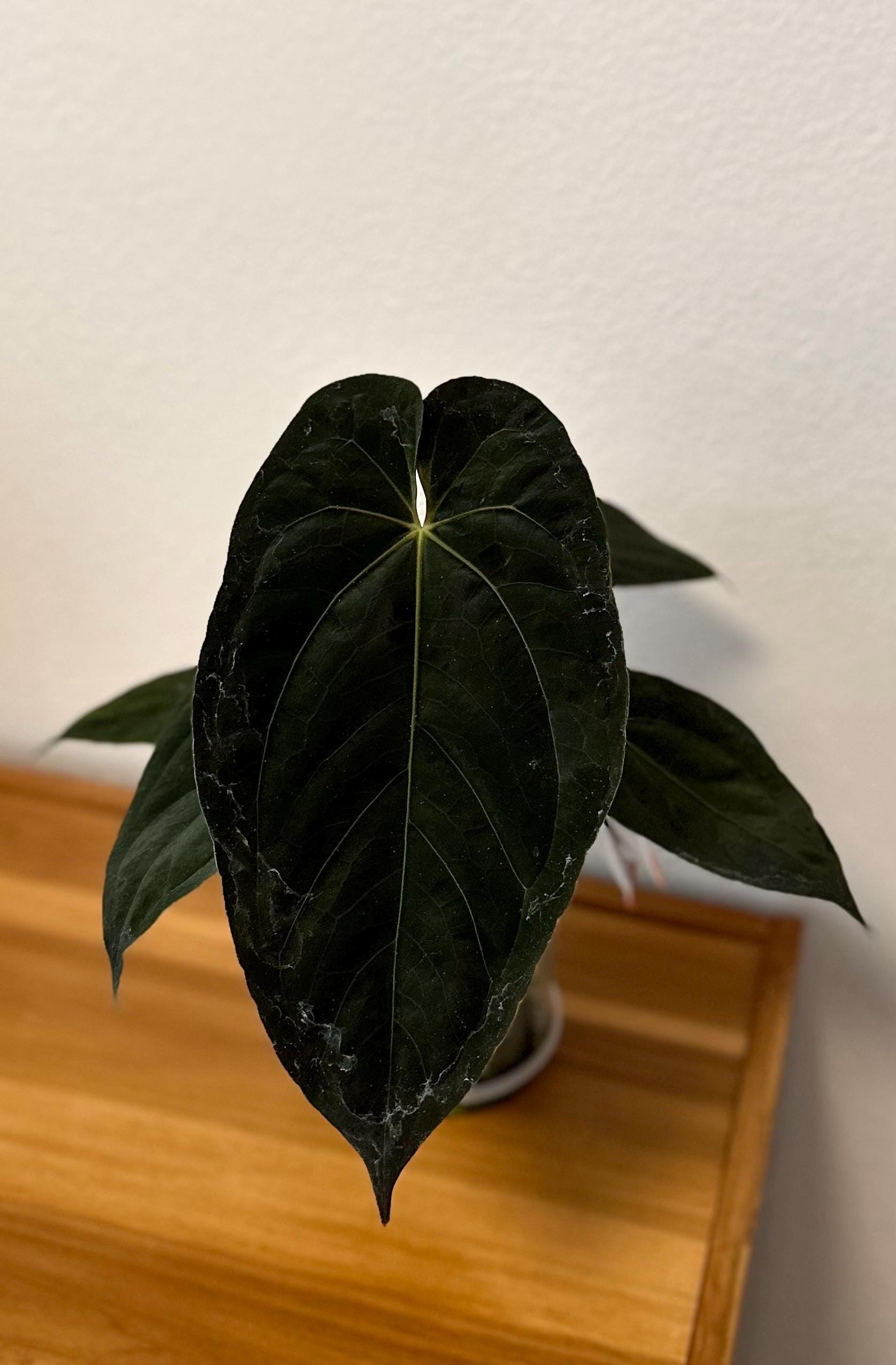 バ*ブ様 アンスリウム（RVDP）×(papifs) Anthurium Bvep X Pap - Etsy