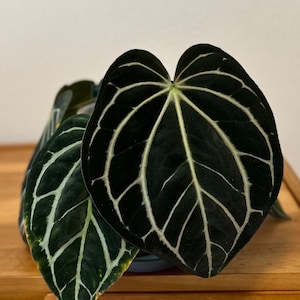 P*a様 Anthurium.Antolakii × carlablackiae Anthurium Carlablackiae Peter Parker S1 – HappiestPlants