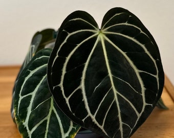Anthurium (Carla x BVEP/Antolakii) x Carlablackiae - 3 leaf seedling, WYSIWYG