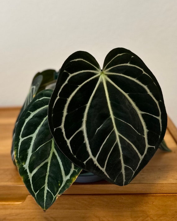 P*a様 Anthurium.Antolakii × carlablackiae Anthurium antolakii (previously BVEP) x carlablackiae