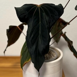 パ*ン様 アンスリウム papi RL（JV）× FS（JV） self パ*ン様 アンスリウム papi RL（JV）× FS（JV） self Anthurium