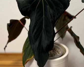 Anthurium papillilaminum, (fs self) x (rl self) - 2x seedlings