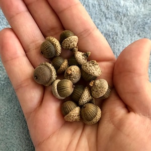 May include: A collection of brown acorns with some having a light green cap. The acorns are in the palm of a hand.