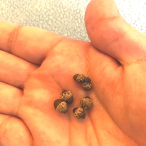 May include: Five small, brown acorns with textured, scaly caps and smooth, dark brown nut bodies. Each acorn features a distinct, rounded shape with a rough, tan-colored cap covering the top portion, while the lower part remains smooth and dark.