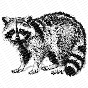 Raccoon SVG | PNG JPG file | Raccoon Portrait | Instant Download | T-Shirt Design | Raccoon Art | Raccoon Sublimation | Raccoon Print