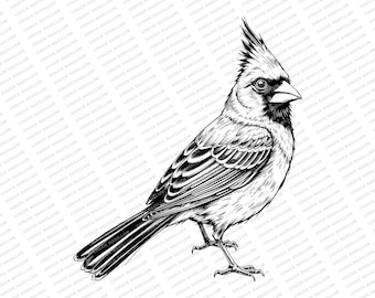 Cardinal | SVG PNG JPG | Birdwatcher  | Cardinal Print | Bird Art | Sublimation | Print | Bird Illustration | Red Bird Artwork | Bird Decor