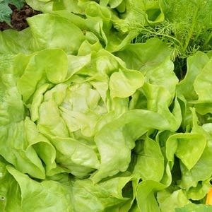Bibb Lettuce Seeds