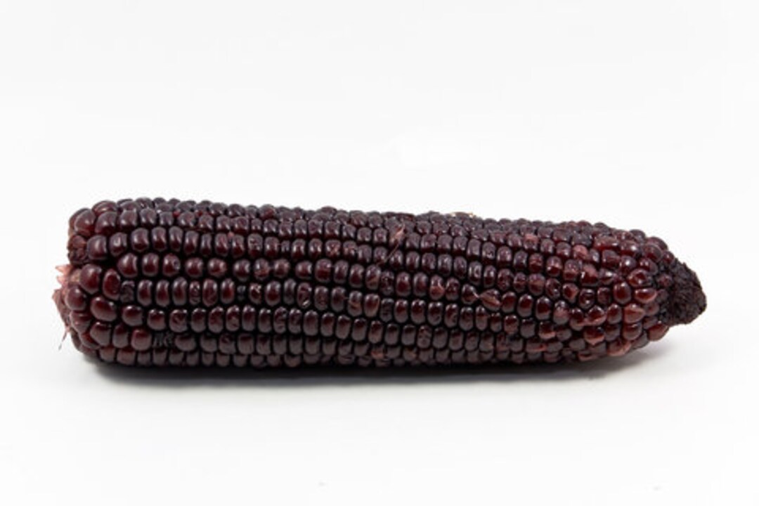 TomorrowSeeds Dakota Black Popcorn Seeds - Ornamental Purple/Blue Popping Corn - 2025 Harvest