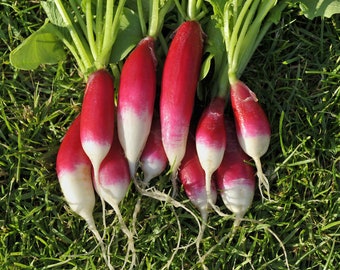 French Breakfast Radish Seeds