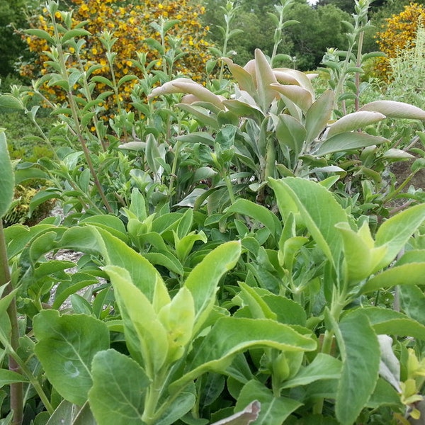 White Sage Seeds