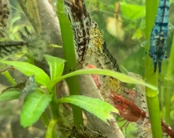 5 Vibrant Mixed Neocaridina Shrimp for Aquariums