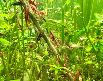 10 Vibrant Mixed Neocaridina Shrimp for Aquariums