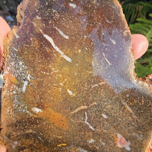 Fossilized dino bone/Gembone slab for fossil collectors, polishing or display piece (Free shipping) US only