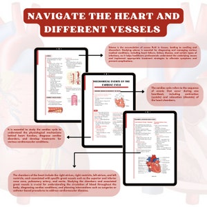 Circulatory Cardiovascular System Free Flashcard and Stickers ...