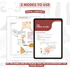 Endocrine System Bundle With Free Planner and Stickers, Endocrine Study ...