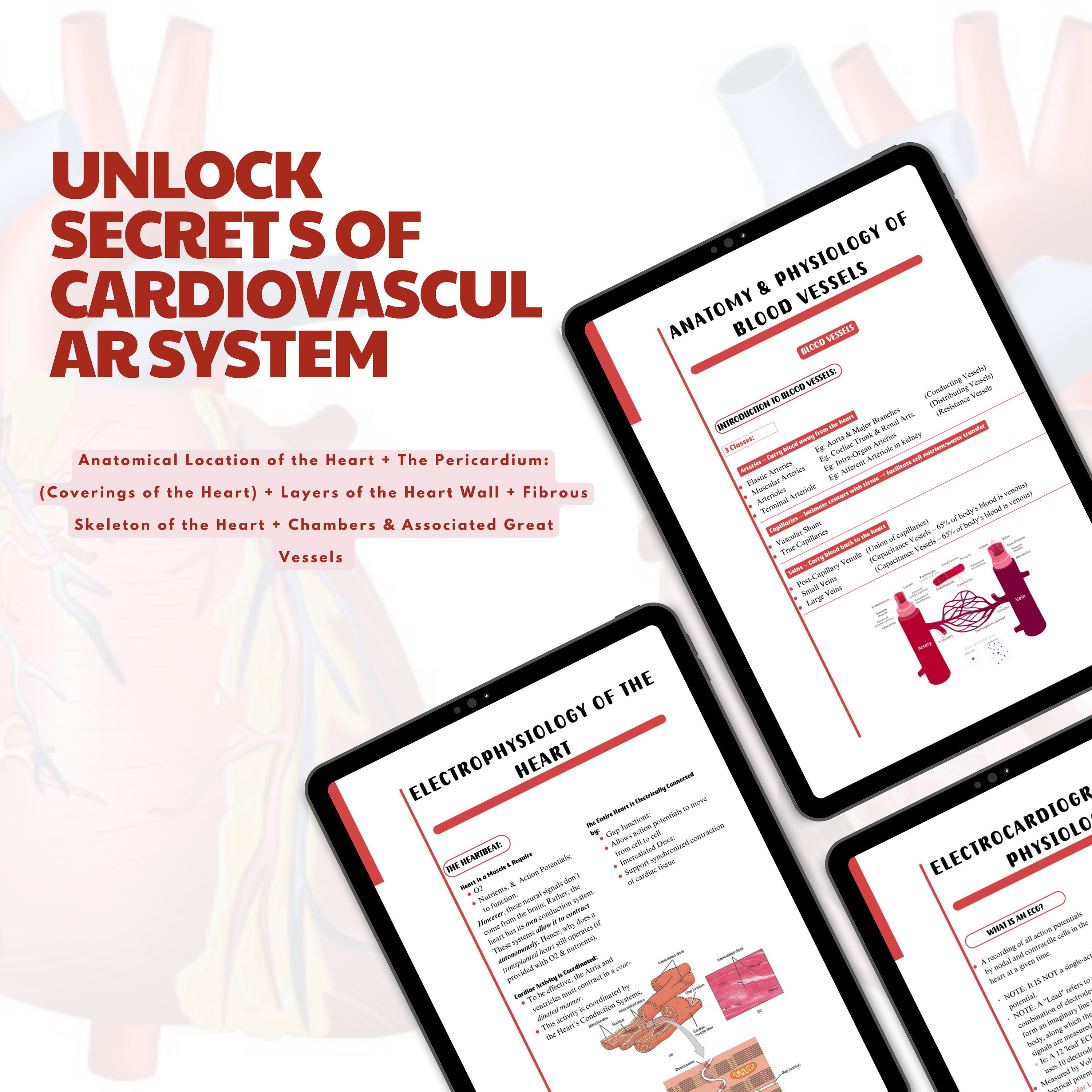 Circulatory Cardiovascular System Free Flashcard and Stickers ...