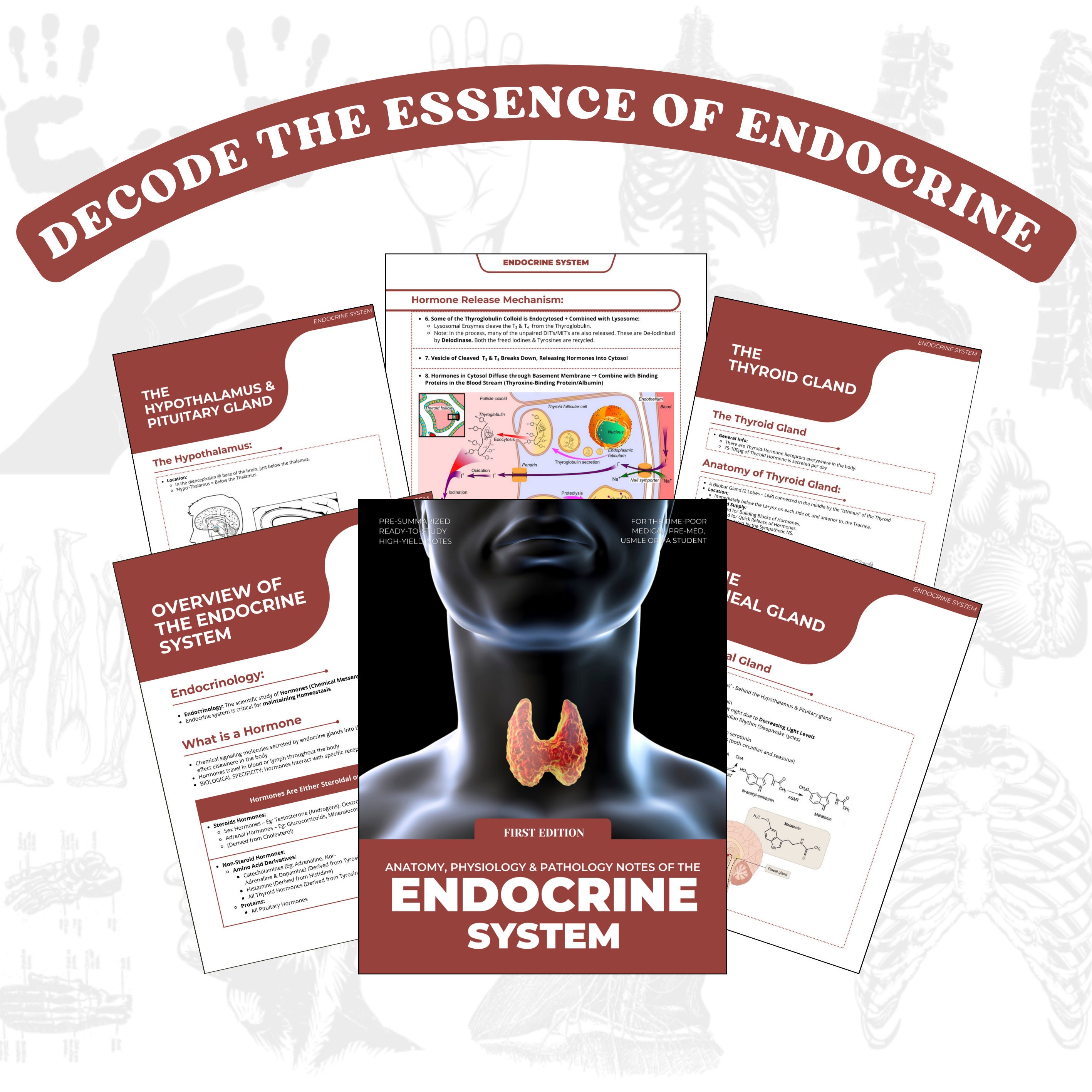 Endocrine System Bundle With Free Planner and Stickers, Endocrine Study ...