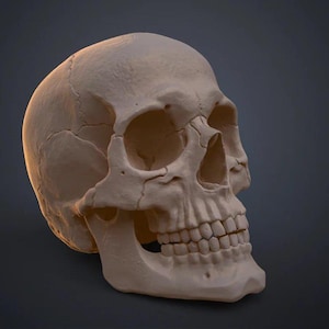 May include: An off-white human skull, showing detailed bone structure, sutures, and teeth. The skull is angled, revealing eye sockets, nasal cavity, and jawline. The lighting accentuates the texture and form of the bone against a dark backdrop.