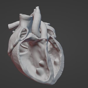 Peut inclure: Modèle anatomique détaillé d'un cœur humain, montrant les cavités internes et les valves. Le modèle est en plastique blanc et est présenté sur un fond gris.